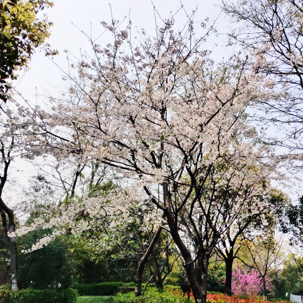 又是一年春正好