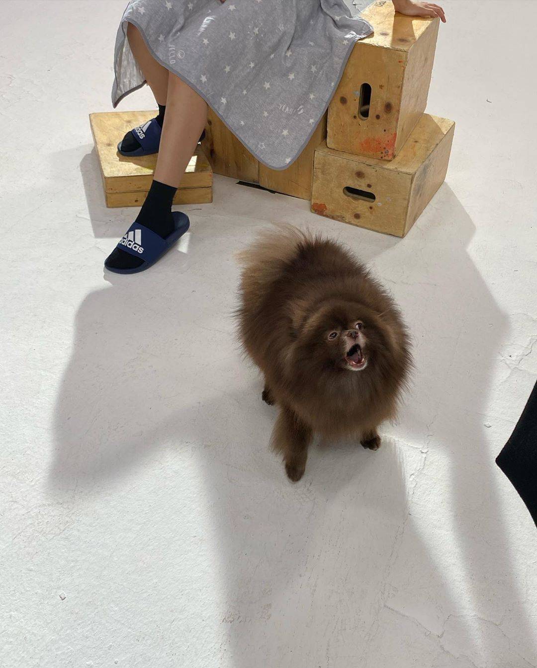 jennie的狗狗kuma,太可爱了