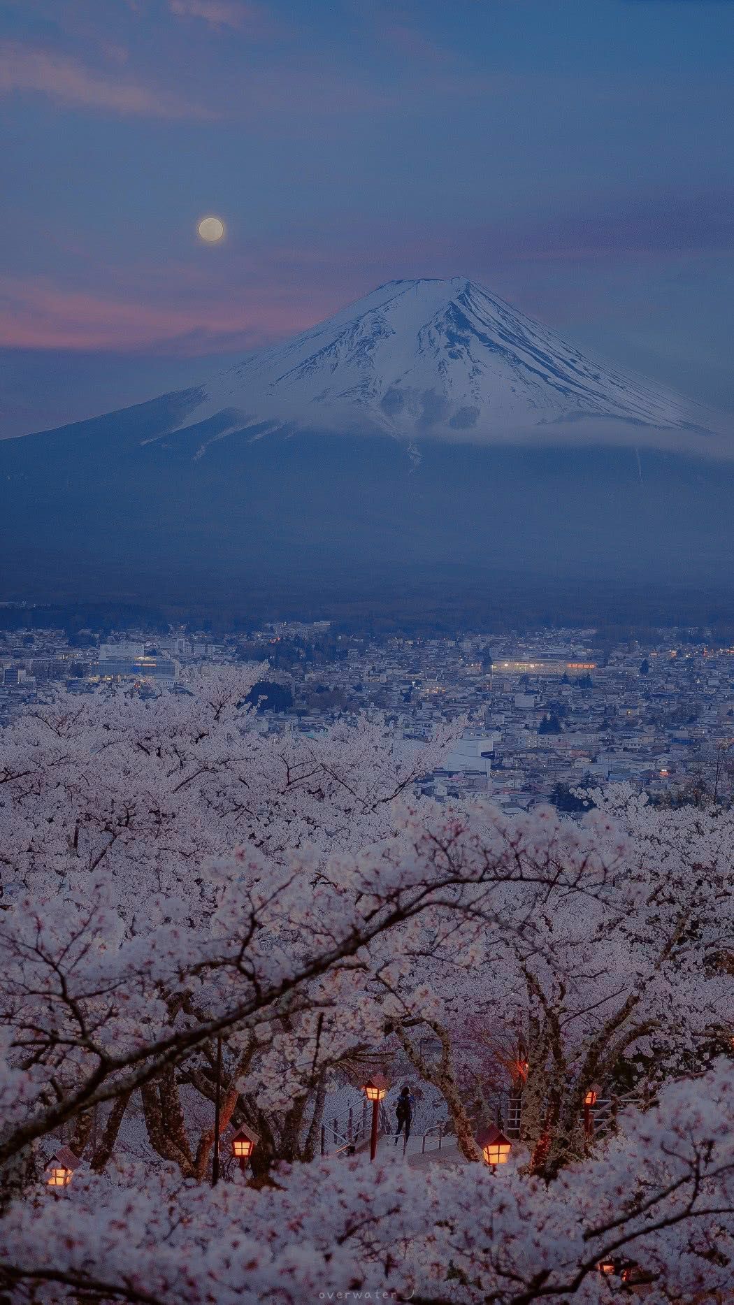 樱花和富士山