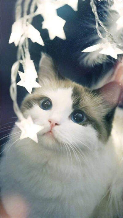 可爱动漫猫咪壁纸