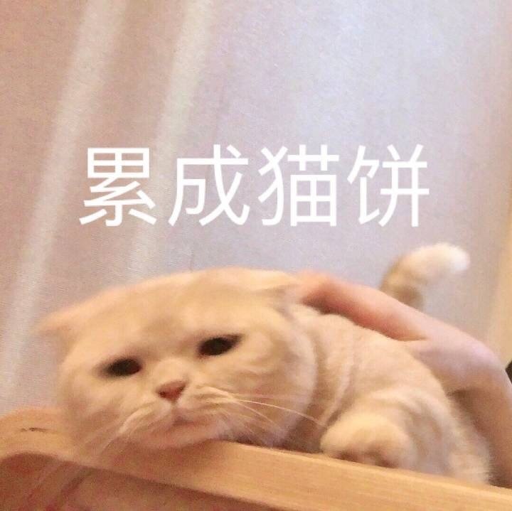 小猫咪表情包.阿烨