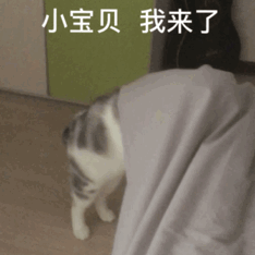 小宝贝我来了(喵星人动态表情包)