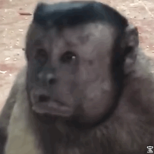 大猩猩震惊动态表情包