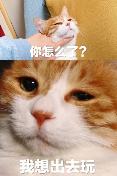 我想出去玩(猫咪表情包)