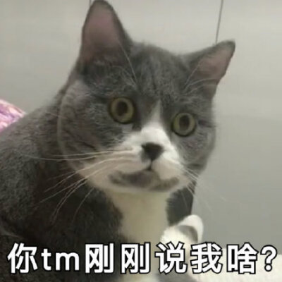 你tm 刚刚说我啥?(喵星人表情包)