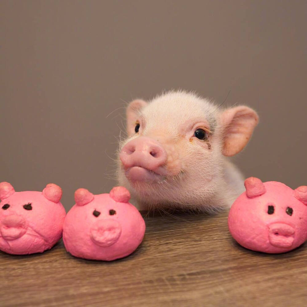 这是我见过最可爱的迷你猪