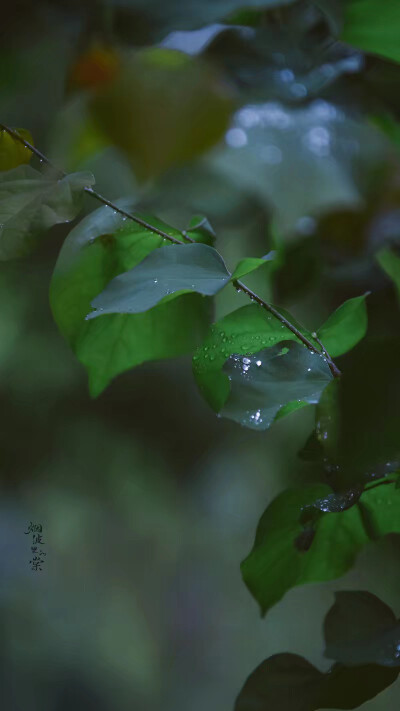 背景"万物生长此时,皆清洁而明净,故谓之清明." @烟波里的棠