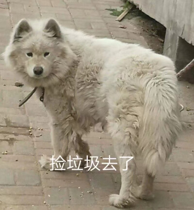 狗狗蹦迪表情包