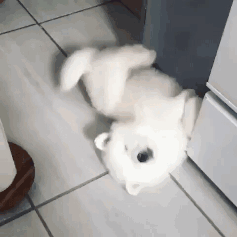萨摩耶 可爱 狗狗 表情包