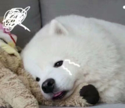 狗狗蹦迪表情包