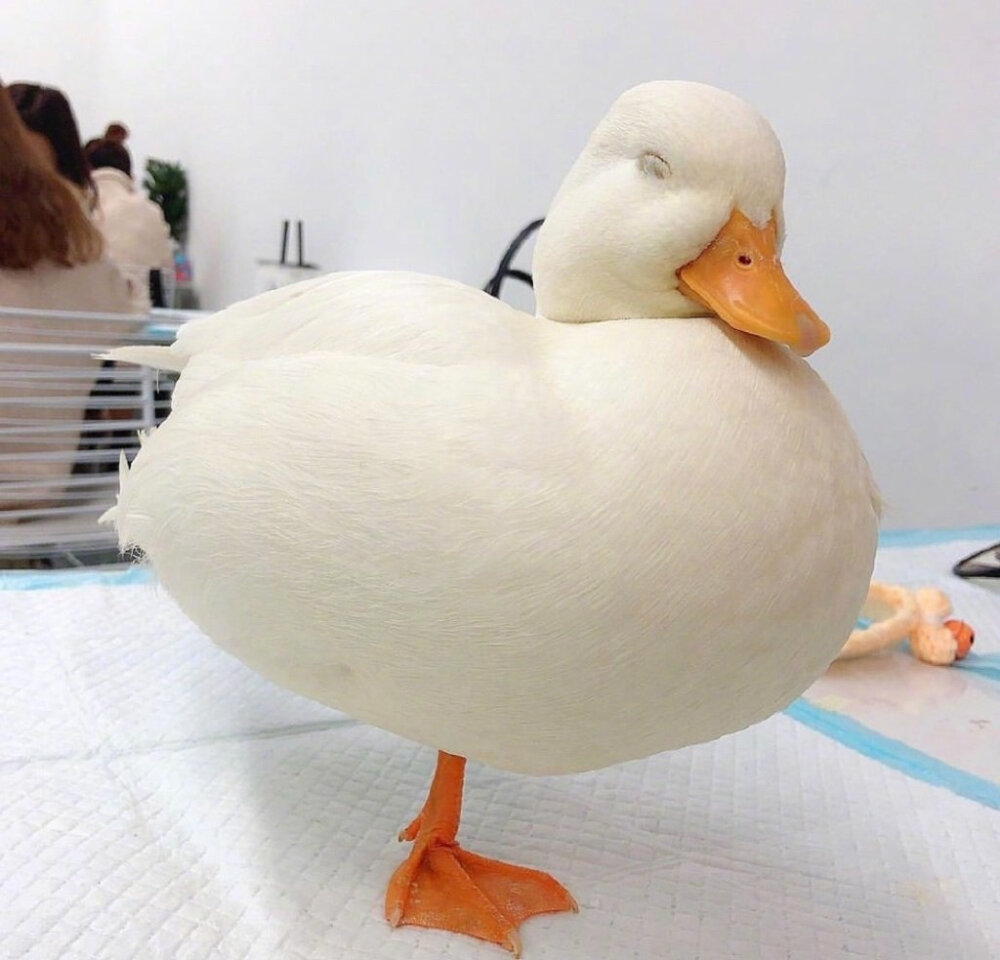 想拥有一只这样白白胖胖的小可爱ins:round.ducks