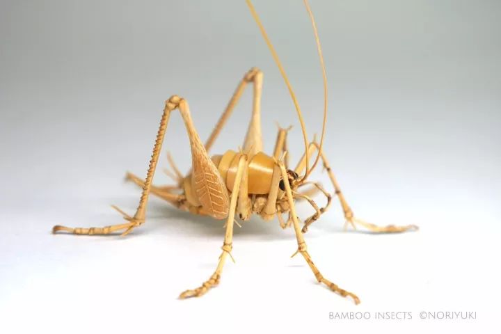 灶马蟋 camel cricket 灶马蟋外观与蟋蟀,蝈蝈类似,但后肢特别发达