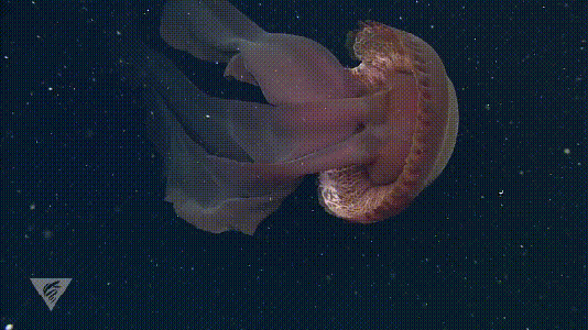 来自深海的震撼冥河水母
