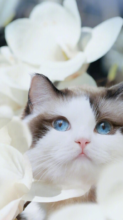 萌萌哒~猫咪