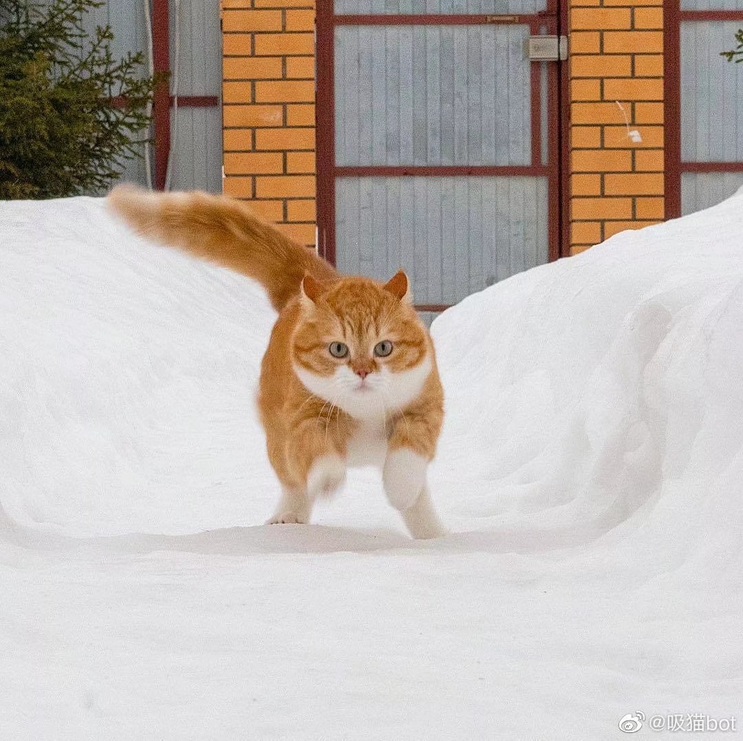 俄罗斯胖橘 超可爱飞跑走跳橘 ins: cute_ginger_cat