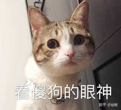 情侣头像 猫狗 可爱 沙雕