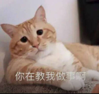 你在教我做事啊 猫咪表情包