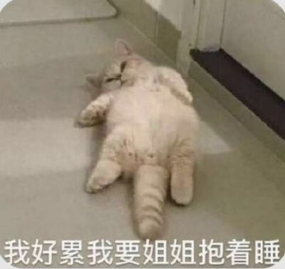 女生头像抱着猫咪