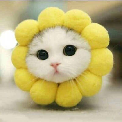 猫咪向日葵太阳花甜圈圈头像