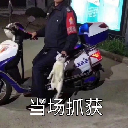 当场抓获(猫咪表情包)