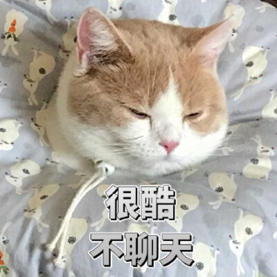 很酷 不聊天(猫咪)