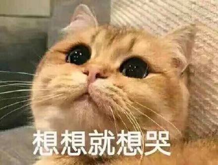 想想就想哭(猫咪)