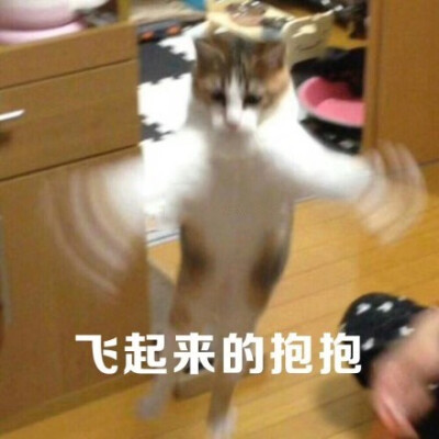 飞起来的抱抱(猫咪)