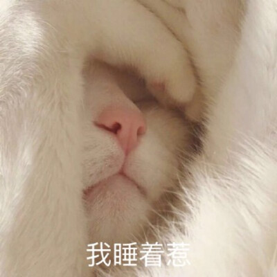 我睡着惹(猫咪表情包)