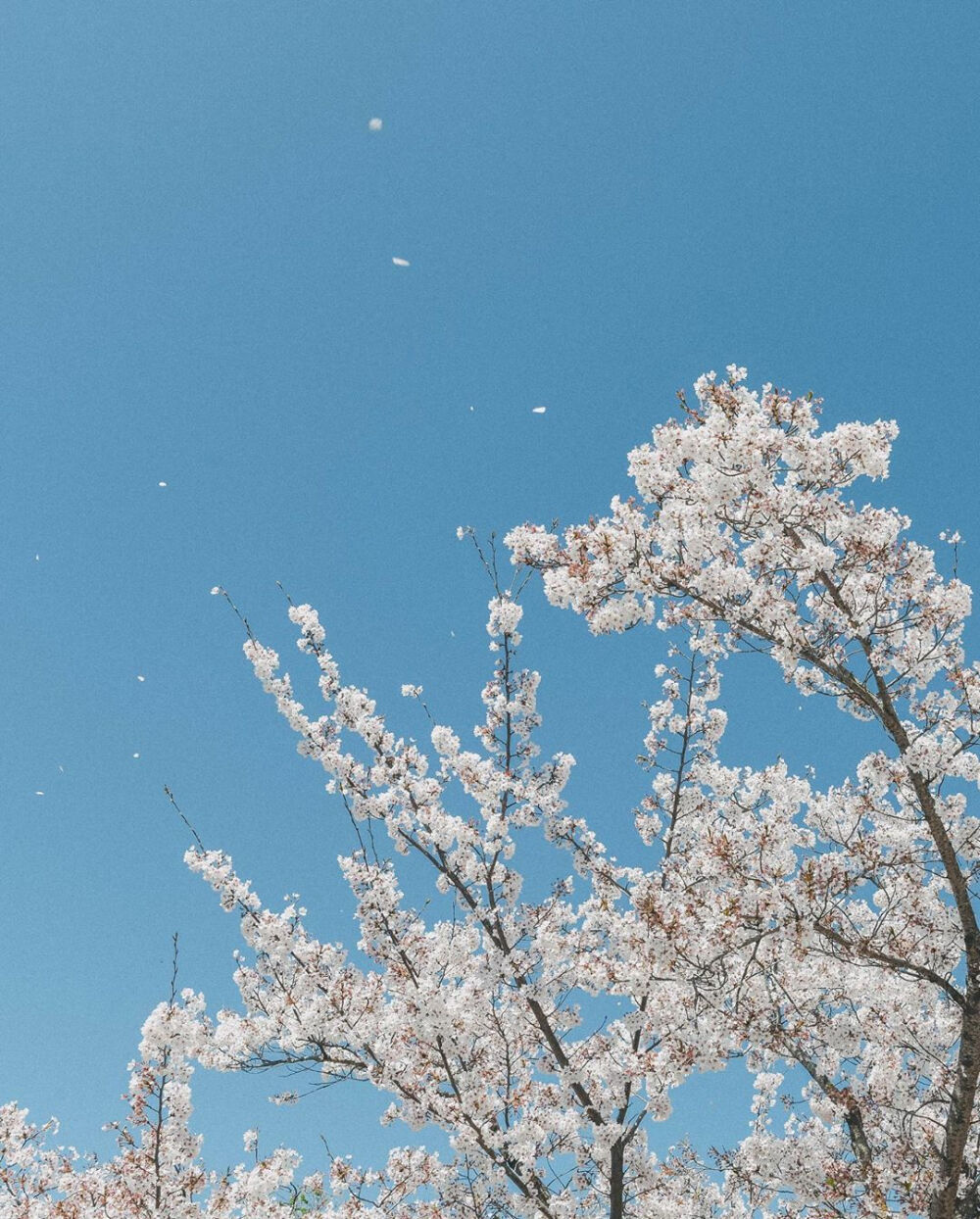 春天有樱花味的天空以及一勺浓郁的风