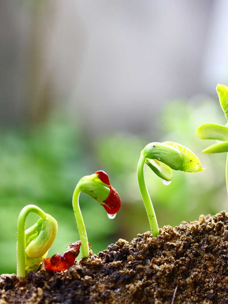 html 植物种植高清摄影图片,种植即植物栽培,包括各种农作物,林木