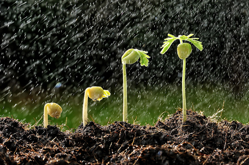 html 植物种植高清摄影图片,种植即植物栽培,包括各种农作物,林木