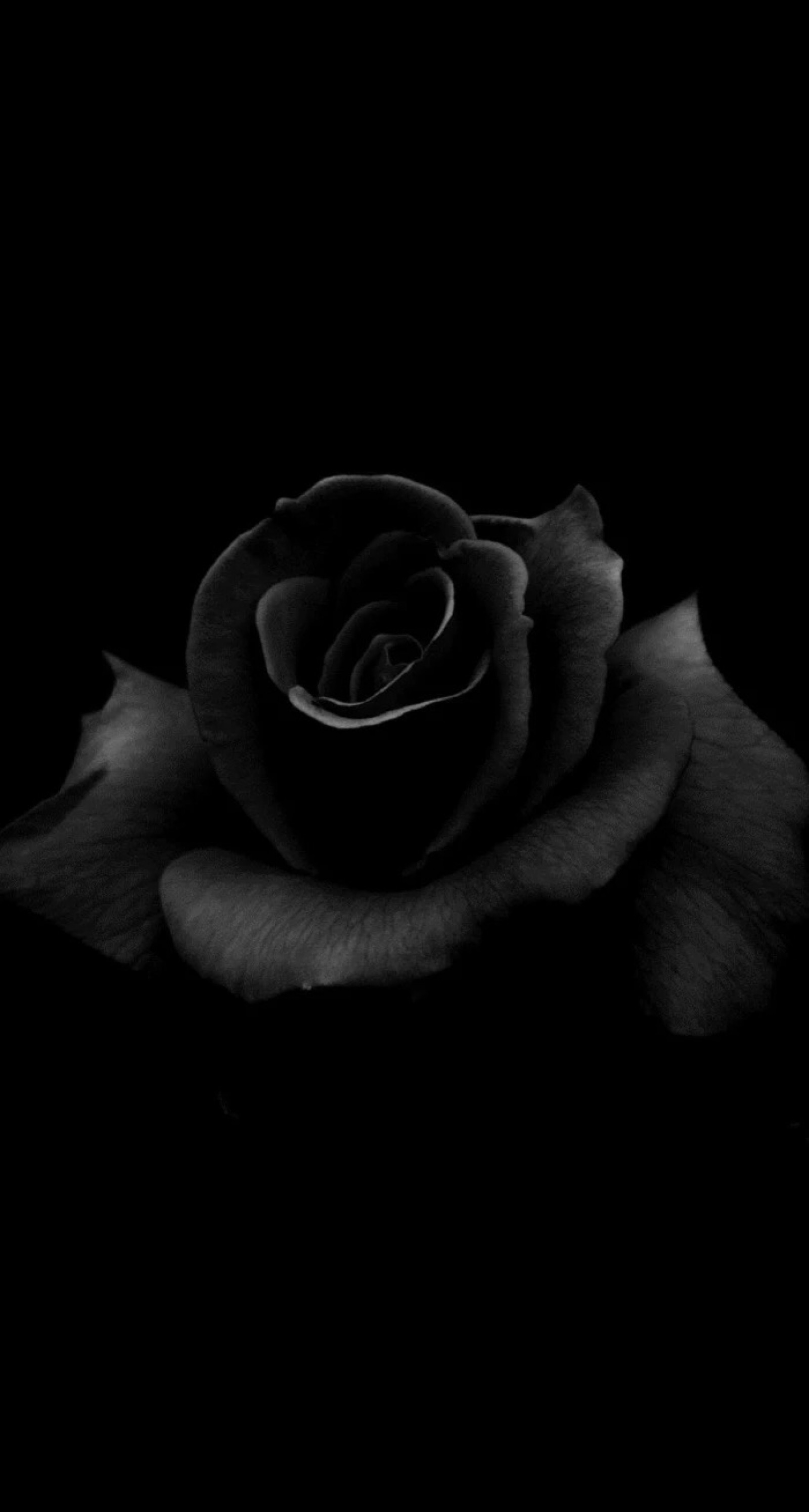 超过 600 张关于“黑玫瑰”和“玫瑰”的免费图片 - Pixabay