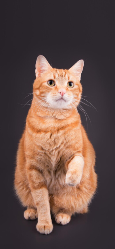 小猫咪/壁纸/此图为截图,如有冒犯请原谅