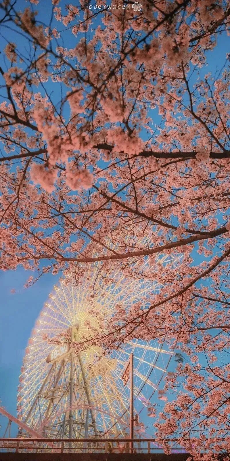 樱花手机壁纸聊天背景赞评论更多所有评论你也来说些什么吧