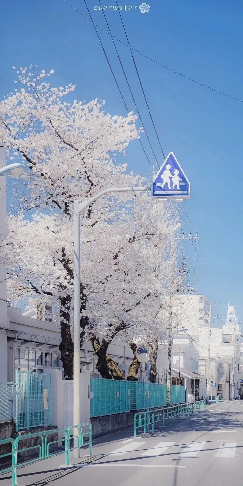 4月8日 14:41 关注 手机壁纸 聊天背景 樱花