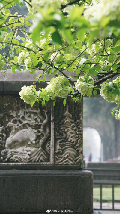 午朝门·木绣球|似这般花团锦簇,都付与断壁残垣.