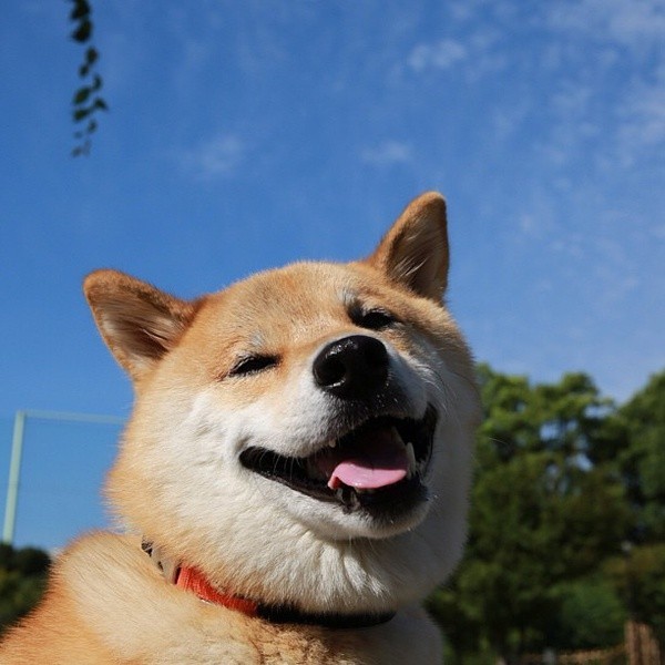 ironicgirl  4月8日 23:05   关注  动漫壁纸 手机壁纸 聊天背景 柴犬
