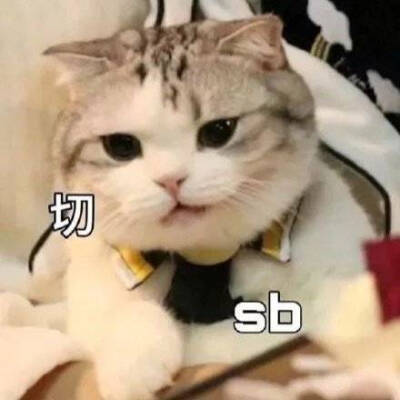 小猫咪表情包