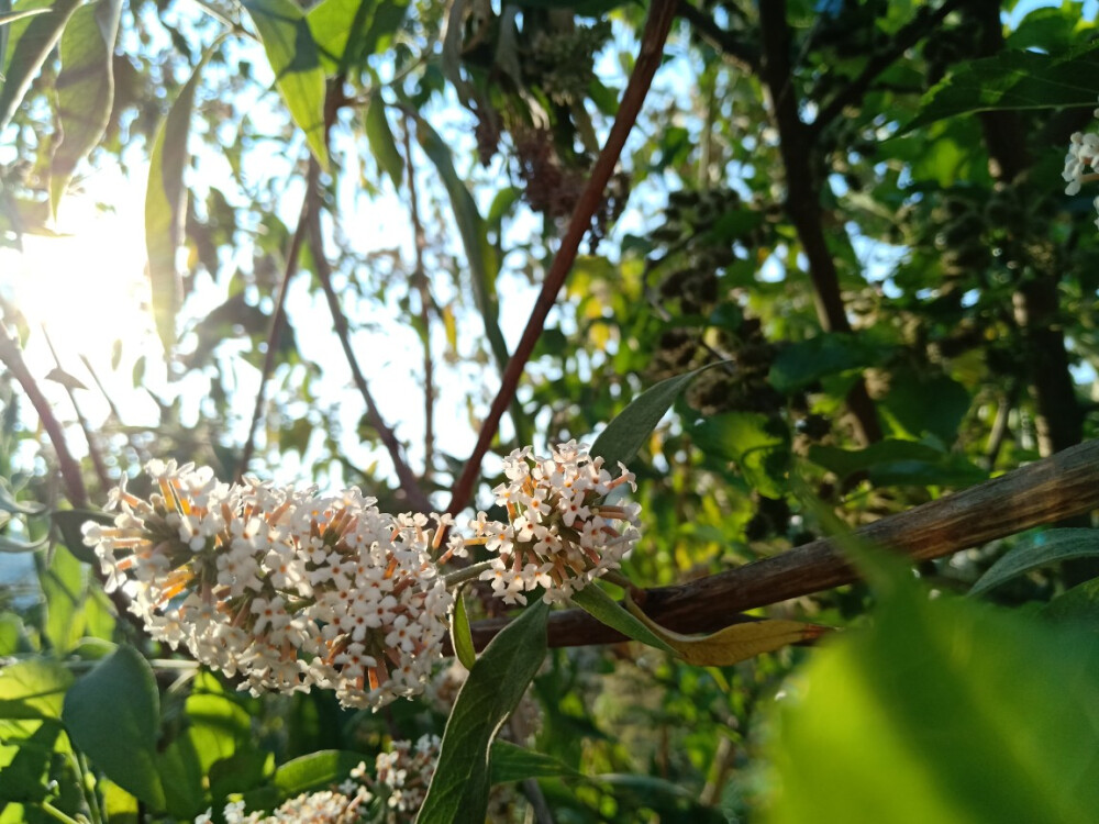 染饭花