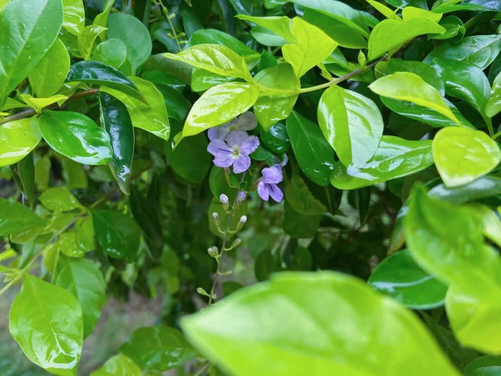 雨后的清新