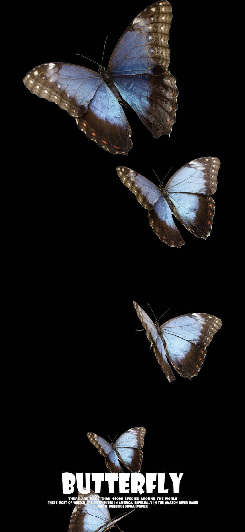 蝴蝶壁纸 - 堆糖，美图壁纸兴趣社区