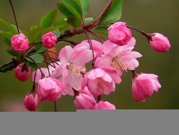 我总觉得垂丝海棠是海棠花中最美的品种,大概西府海棠和她有得一拼.