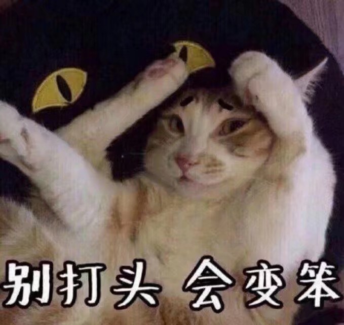 猫咪表情包