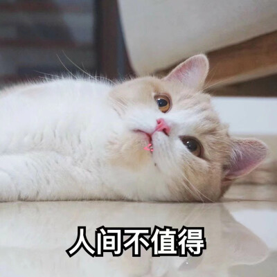 猫咪表情包