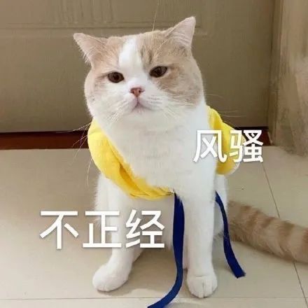 可爱宠物表情包/猫咪表情包