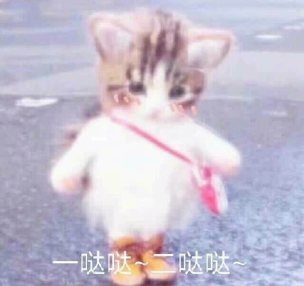 一哒哒~二哒哒(小猫表情包)