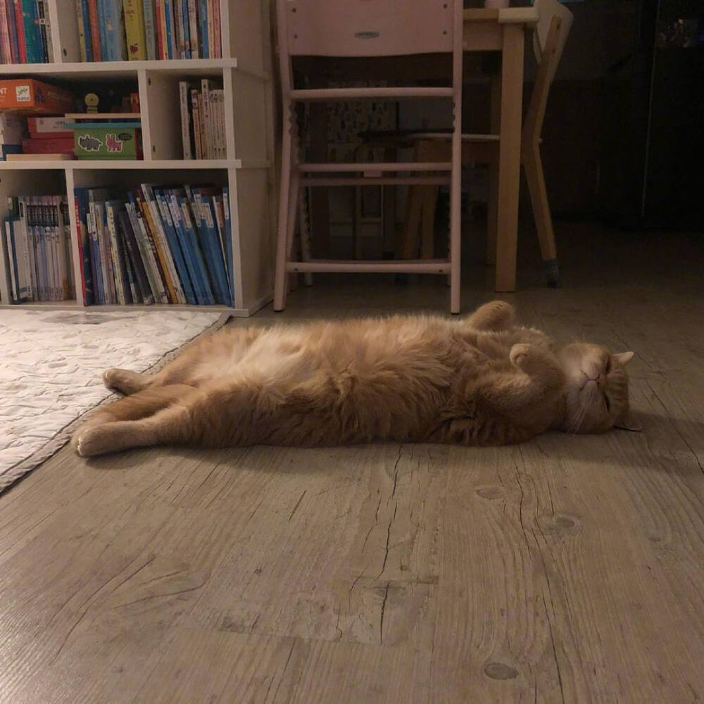 慵懒忧伤猫咪背景图