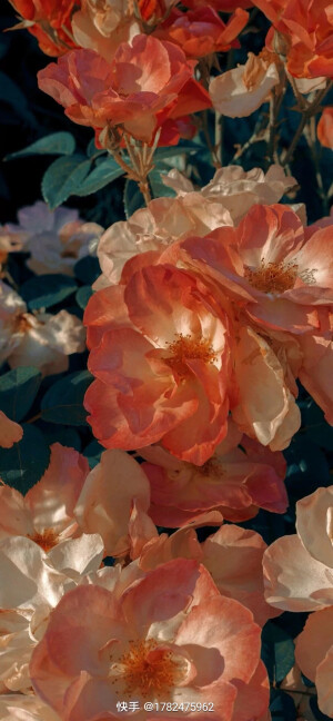 花壁纸 堆糖 美图壁纸兴趣社区