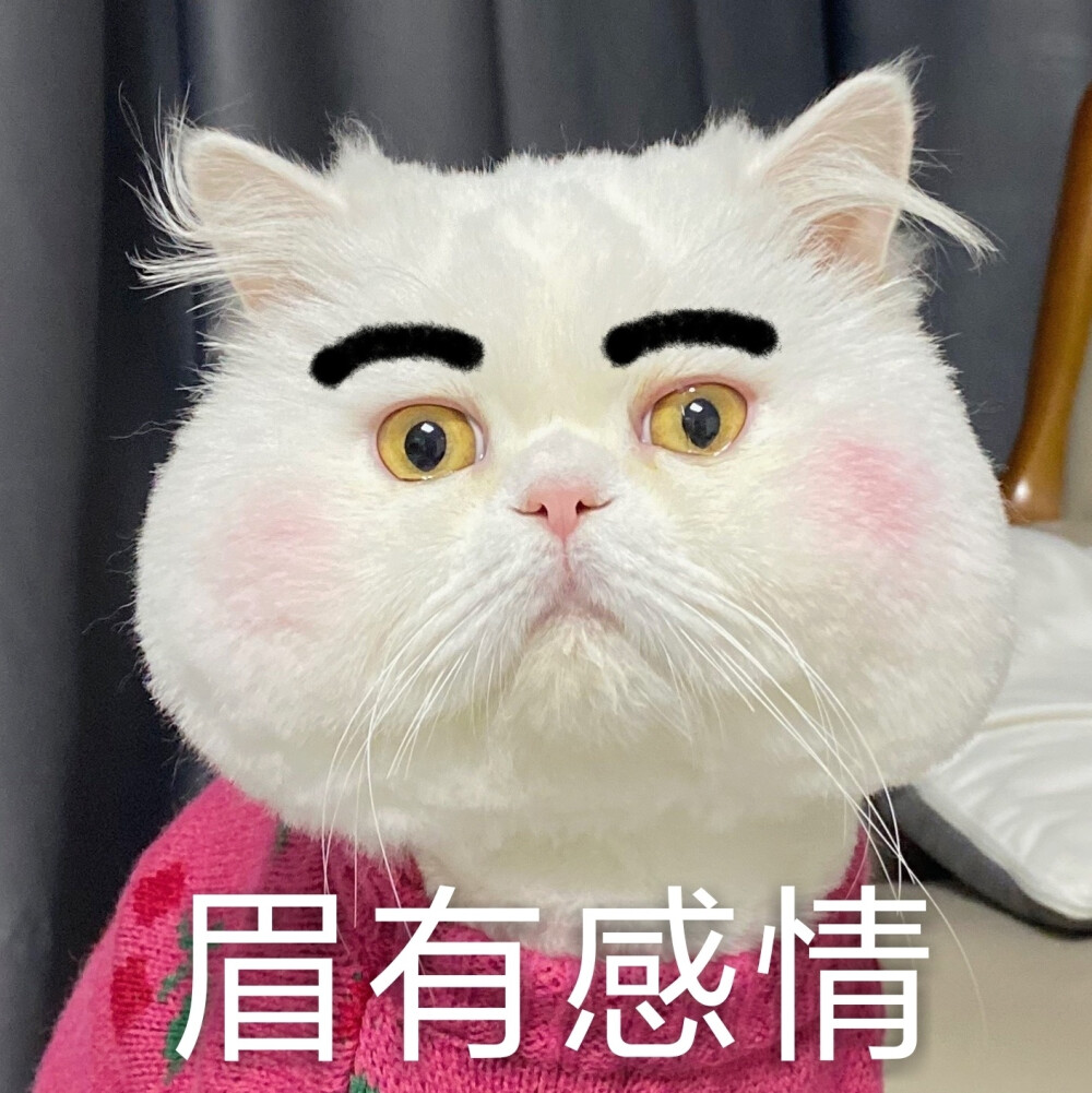 球球是只猫