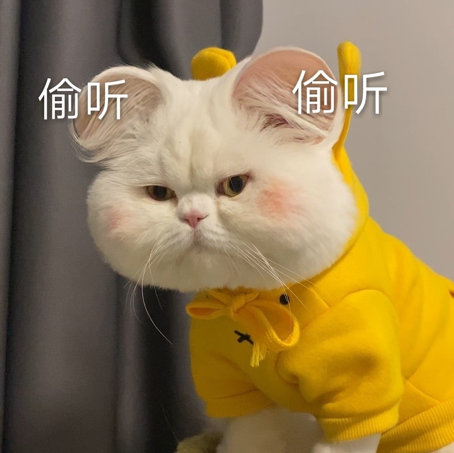 球球是只猫